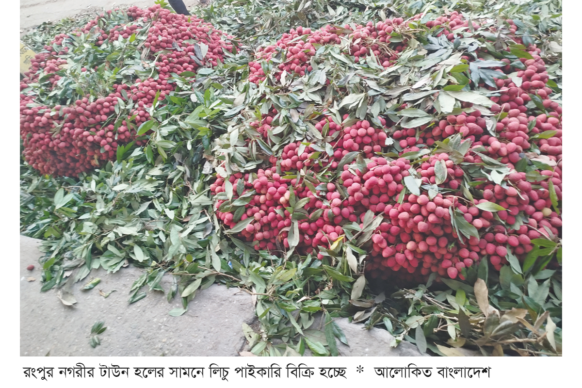 রংপুরে ৩০০ কোটি টাকার লিচু বাণিজ্য রংপুরে ৩০০ কোটি টাকার লিচু বাণিজ্য