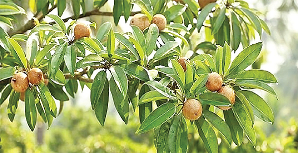 একটি সবেদা গাছ একটি সবেদা গাছ