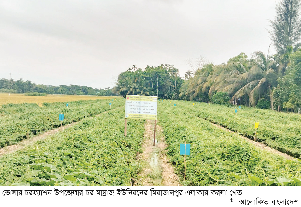 করলা চাষে দক্ষিণাঞ্চলের কৃষকরা লাভবান করলা চাষে দক্ষিণাঞ্চলের কৃষকরা লাভবান