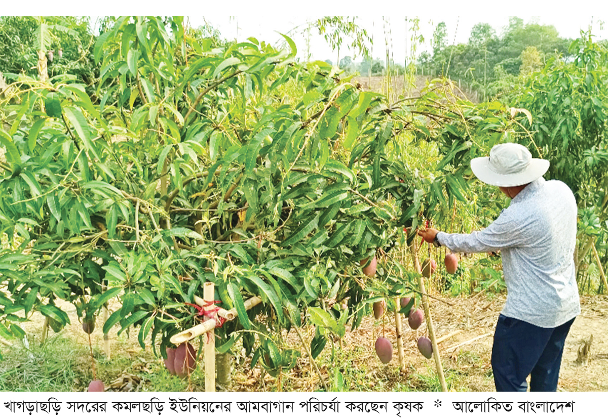 খাগড়াছড়ির পাহাড়ে আম চাষে নতুন সম্ভাবনা খাগড়াছড়ির পাহাড়ে আম চাষে নতুন সম্ভাবনা