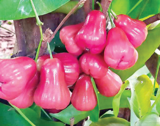 জামরুলের অনেক গুণ জামরুলের অনেক গুণ