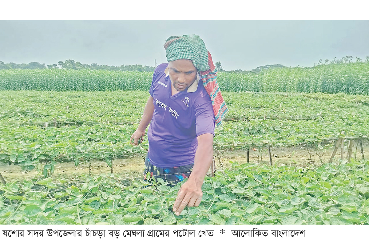 যশোরে পটোলের দামে ধস, কেজি পাঁচ টাকা যশোরে পটোলের দামে ধস, কেজি পাঁচ টাকা
