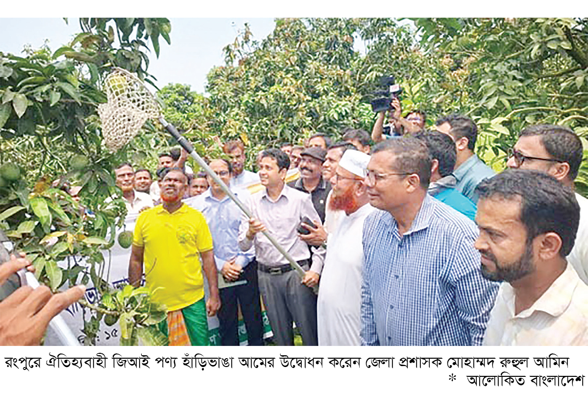 রংপুরে হাঁড়িভাঙা আমের বাজারজাত শুরু রংপুরে হাঁড়িভাঙা আমের বাজারজাত শুরু