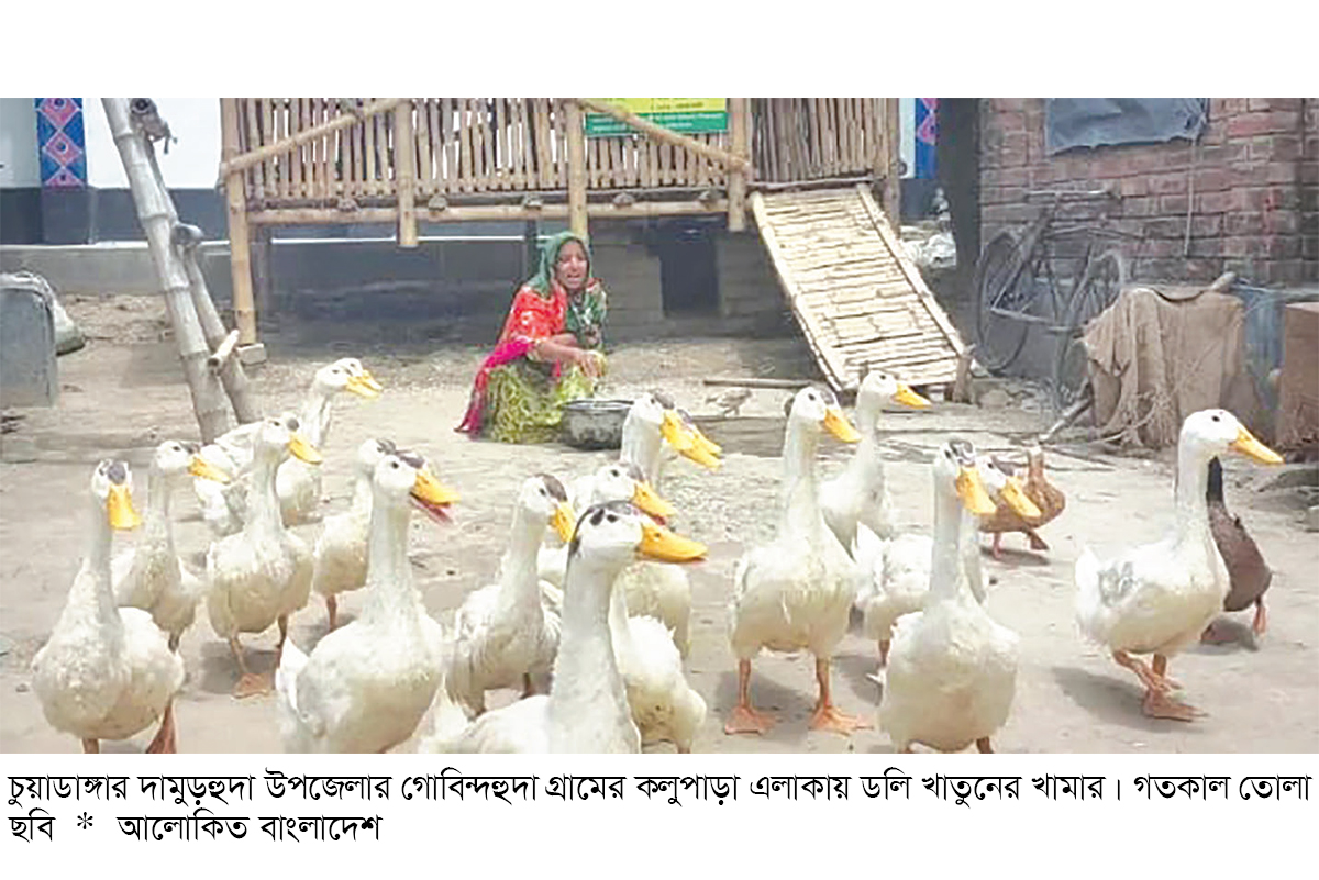 পেকিন জাতের হাঁস পালন করে স্বাবলম্বী হচ্ছেন চুয়াডাঙ্গার খামারিরা পেকিন জাতের হাঁস পালন করে স্বাবলম্বী হচ্ছেন চুয়াডাঙ্গার খামারিরা