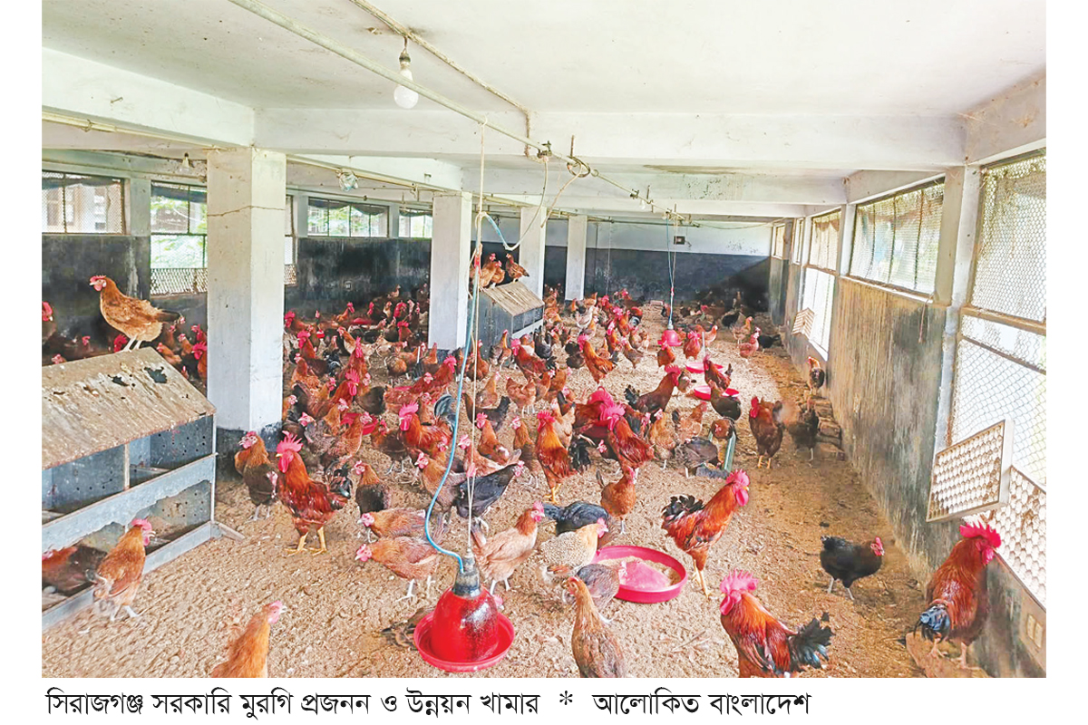 সরকারি মুরগি প্রজনন ও উন্নয়ন খামারে ফিরছে সচ্ছলতা সরকারি মুরগি প্রজনন ও উন্নয়ন খামারে ফিরছে সচ্ছলতা