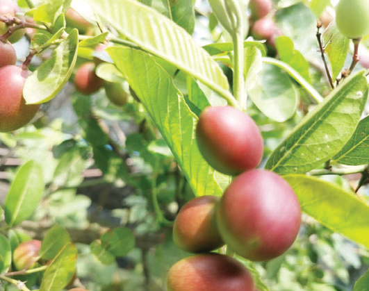 করমচার স্বাস্থ্য উপকারিতা করমচার স্বাস্থ্য উপকারিতা