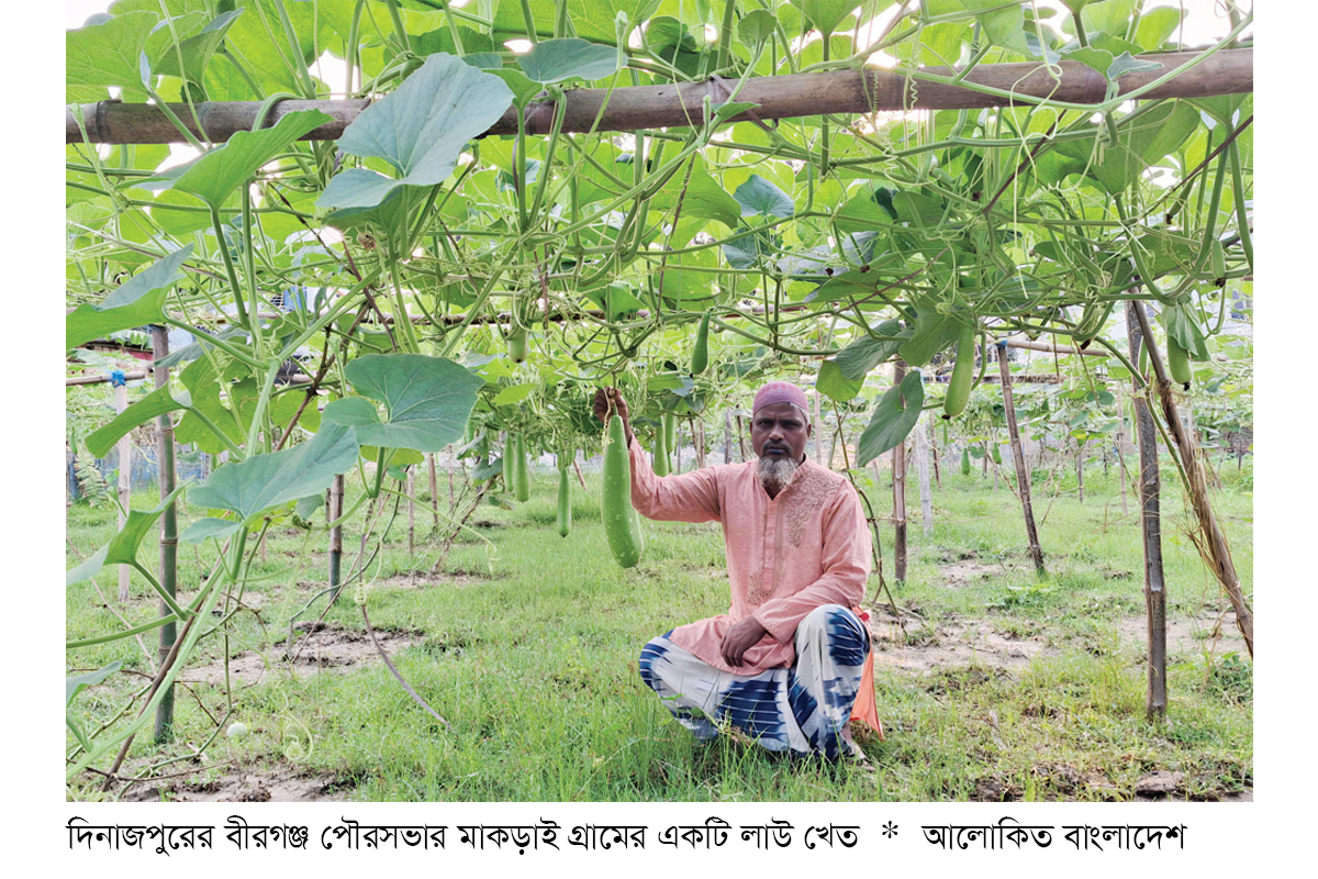 বীরগঞ্জে গ্রীষ্মকালীন লাউ চাষে লাভবান কৃষক বীরগঞ্জে গ্রীষ্মকালীন লাউ চাষে লাভবান কৃষক