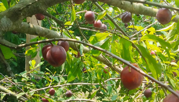 বোয়ালমারীতে বিদেশি ফল আলুবোখারা চাষে সফল কৃষি উদ্যোক্তা বোয়ালমারীতে বিদেশি ফল আলুবোখারা চাষে সফল কৃষি উদ্যোক্তা