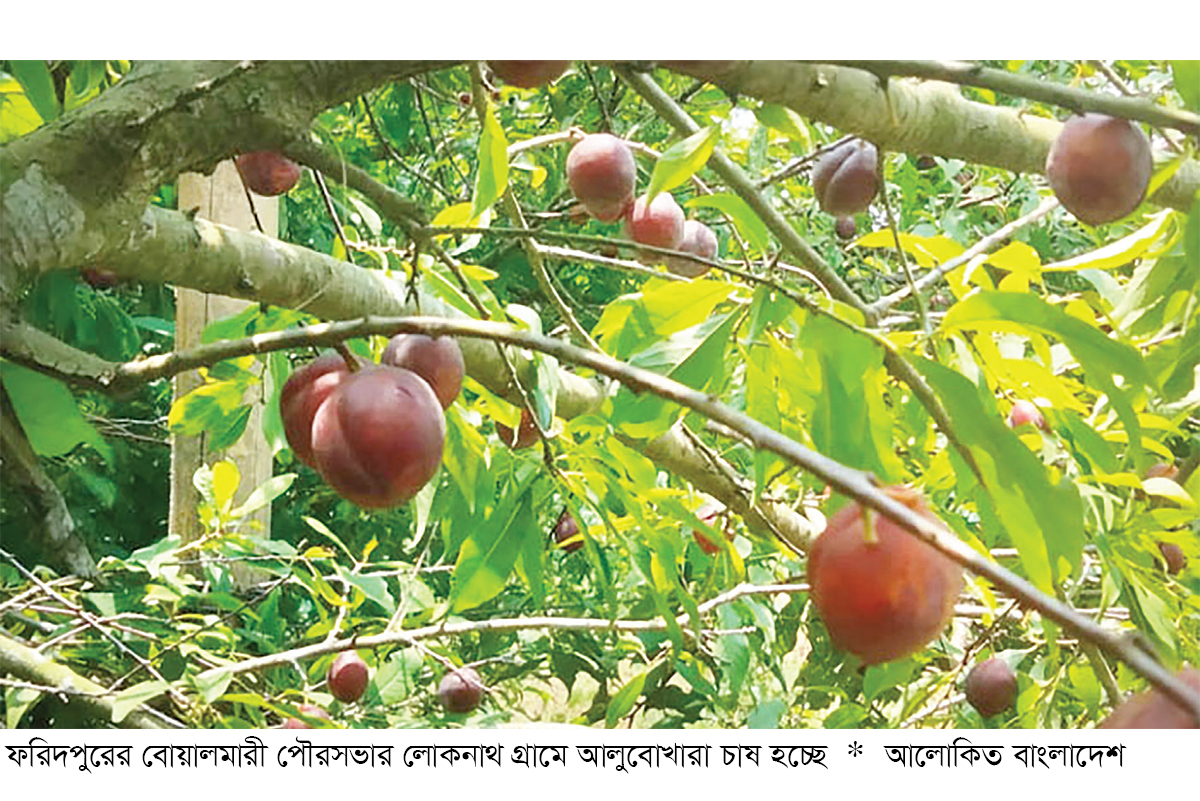 বোয়ালমারীতে বিদেশি ফল আলুবোখারা চাষে সাফল্য বোয়ালমারীতে বিদেশি ফল আলুবোখারা চাষে সাফল্য