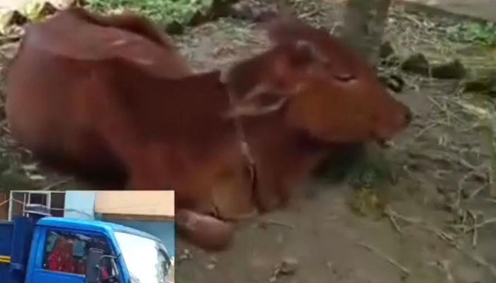 সিরাজগঞ্জে চুরি যাওয়া ৩টি গরু উদ্ধার, প্রশংসিত পুলিশ সিরাজগঞ্জে চুরি যাওয়া ৩টি গরু উদ্ধার, প্রশংসিত পুলিশ
