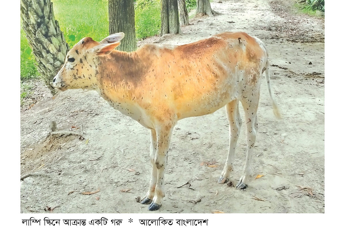 গরুর খুরা ও লাম্পি স্কিন দিশাহারা কৃষক-খামারি গরুর খুরা ও লাম্পি স্কিন দিশাহারা কৃষক-খামারি