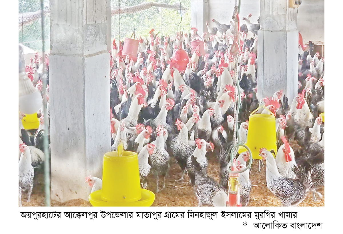 মুরগির খামারে সচ্ছলতা মুরগির খামারে সচ্ছলতা