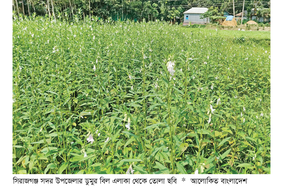 বাজার ভালো থাকায় এবার তিল চাষে কৃষকরা খুশি বাজার ভালো থাকায় এবার তিল চাষে কৃষকরা খুশি