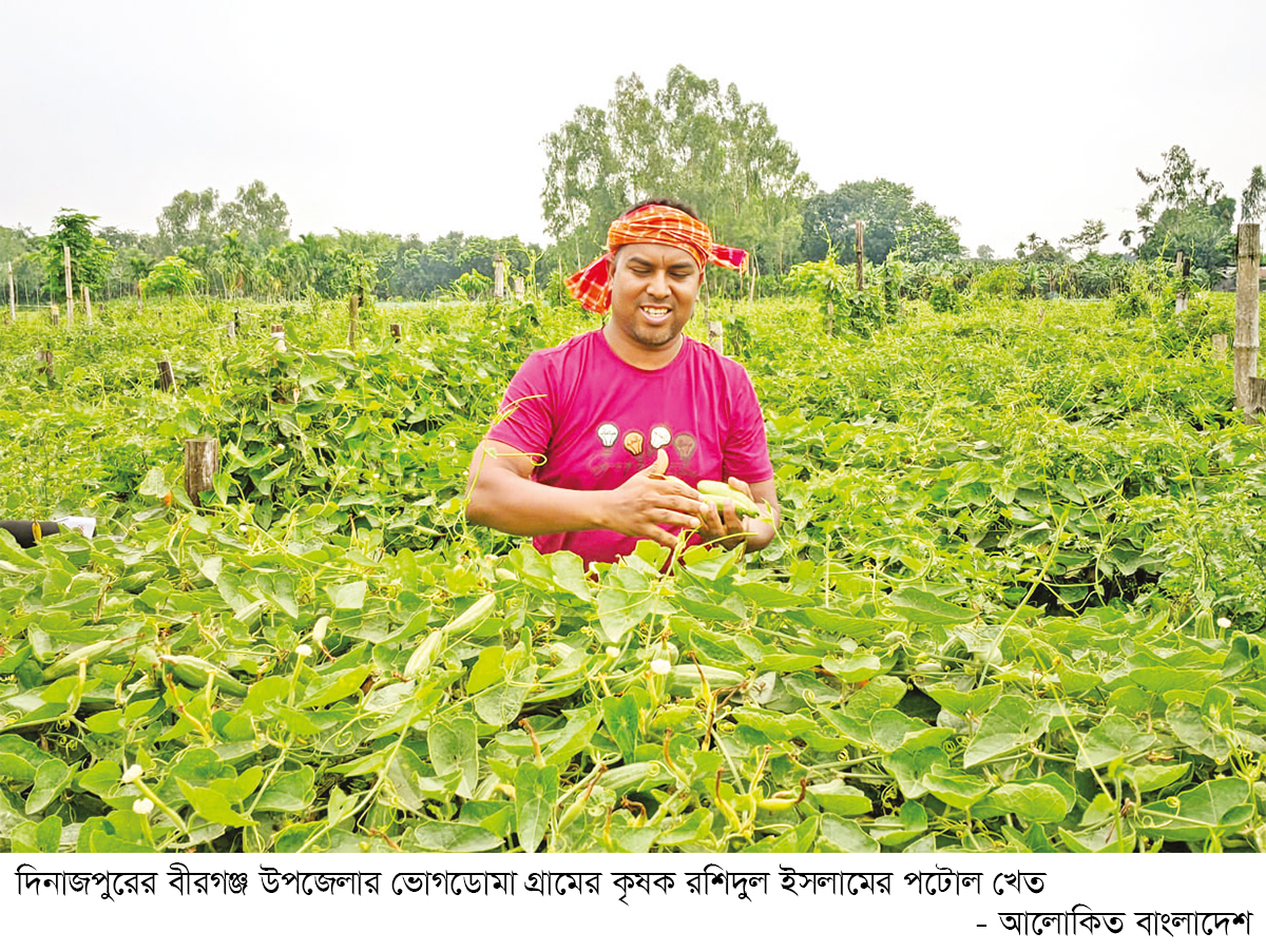 বীরগঞ্জে পটোল চাষে লাভবান কৃষক বীরগঞ্জে পটোল চাষে লাভবান কৃষক