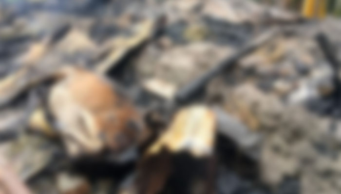 পটুয়াখালীতে অগ্নিকাণ্ডে ৩ গরুর মৃত্যু, বাচাতে গিয়ে যুবক দগ্ধ পটুয়াখালীতে অগ্নিকাণ্ডে ৩ গরুর মৃত্যু, বাচাতে গিয়ে যুবক দগ্ধ