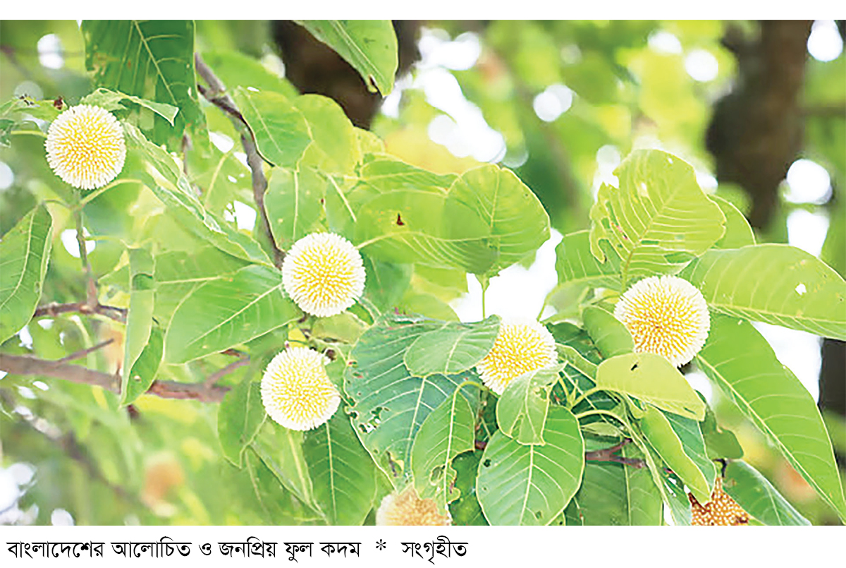 বর্ষা ও কদম বর্ষা ও কদম