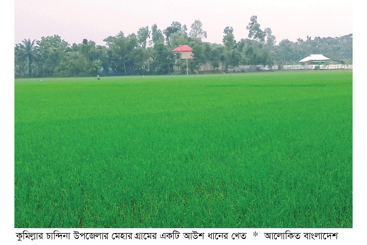 চান্দিনায় আউশ ধানে স্বপ্ন বুনছেন কৃষক চান্দিনায় আউশ ধানে স্বপ্ন বুনছেন কৃষক