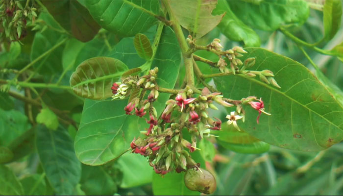 আনারসের পর মধুপুরে সম্ভাবনার নতুন ফসল কাজুবাদাম আনারসের পর মধুপুরে সম্ভাবনার নতুন ফসল কাজুবাদাম