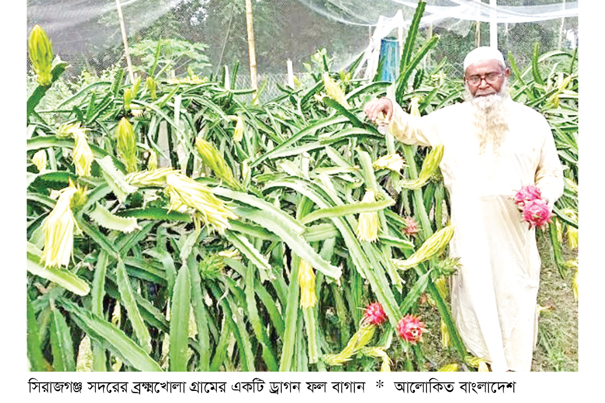 সিরাজগঞ্জে ড্রাগন ফলের বাম্পার ফলন সিরাজগঞ্জে ড্রাগন ফলের বাম্পার ফলন