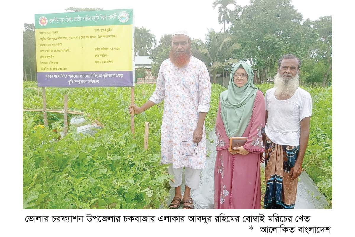 বোম্বাই মরিচ চাষে কৃষকের ভাগ্যবদল বোম্বাই মরিচ চাষে কৃষকের ভাগ্যবদল