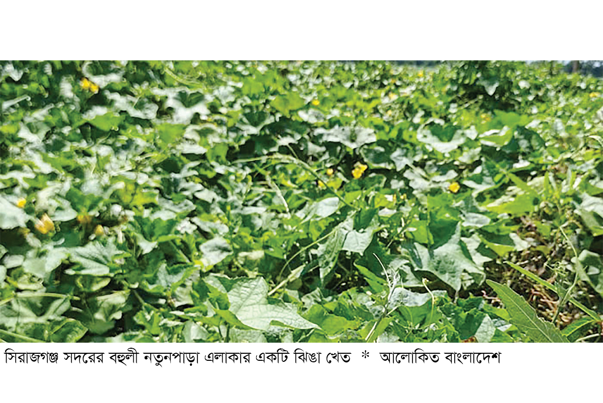 গ্রীষ্মকালীন ঝিঙা চাষে লাভবান কৃষক গ্রীষ্মকালীন ঝিঙা চাষে লাভবান কৃষক