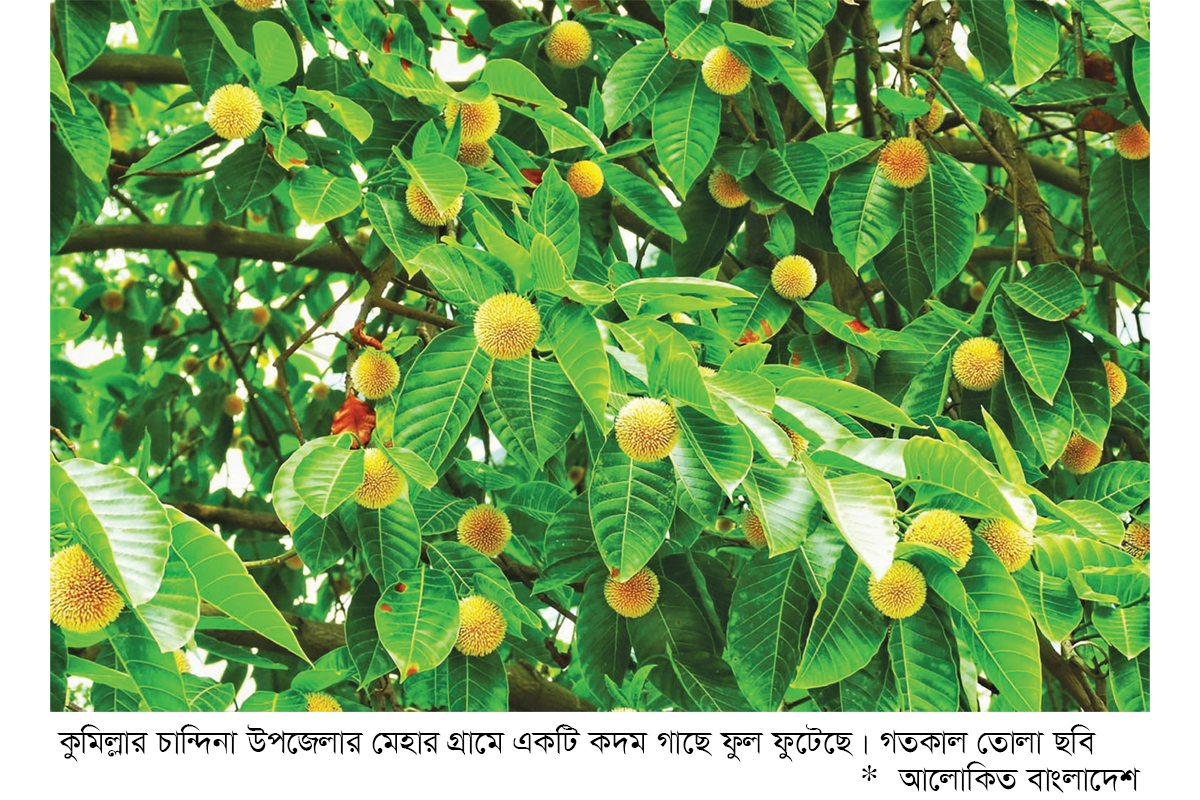 গাছে গাছে হাসছে কদম ফুল গাছে গাছে হাসছে কদম ফুল