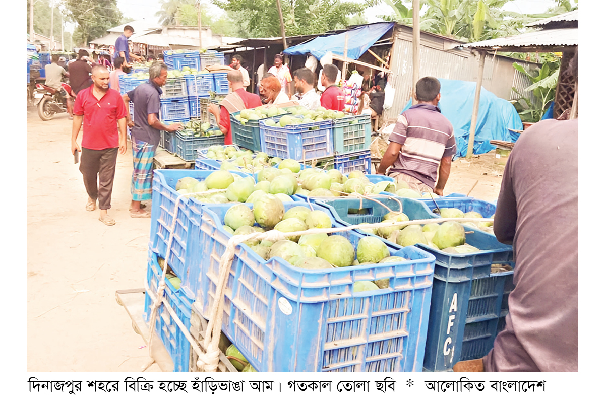 হাঁড়িভাঙা আমে ভাগ্য ফিরছে কৃষকের হাঁড়িভাঙা আমে ভাগ্য ফিরছে কৃষকের