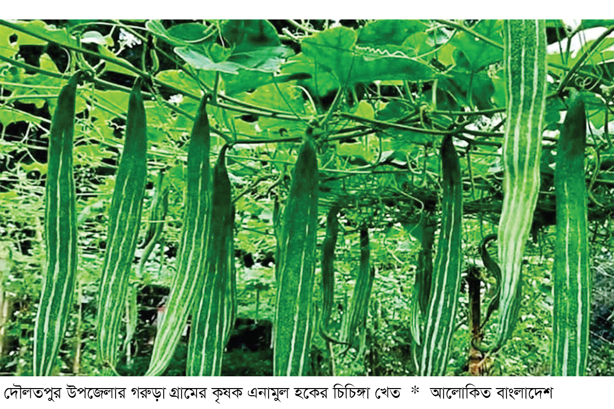 দৌলতপুরে চিচিঙ্গা চাষে সাফল্য, ২ লাখ টাকা লাভের আশা করছেন কৃষক দৌলতপুরে চিচিঙ্গা চাষে সাফল্য, ২ লাখ টাকা লাভের আশা করছেন কৃষক