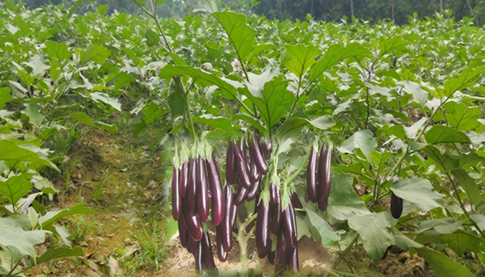 ফলন ভালো, দাম কিছুটা কমলেও লাভের আশায় বেগুনচাষি ফলন ভালো, দাম কিছুটা কমলেও লাভের আশায় বেগুনচাষি