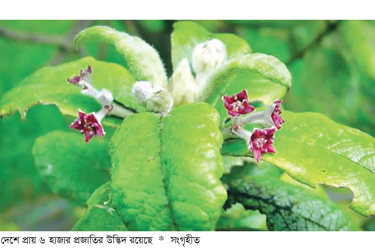 হারিয়ে যাওয়া উদ্ভিদ ফেরাতে করণীয় হারিয়ে যাওয়া উদ্ভিদ ফেরাতে করণীয়