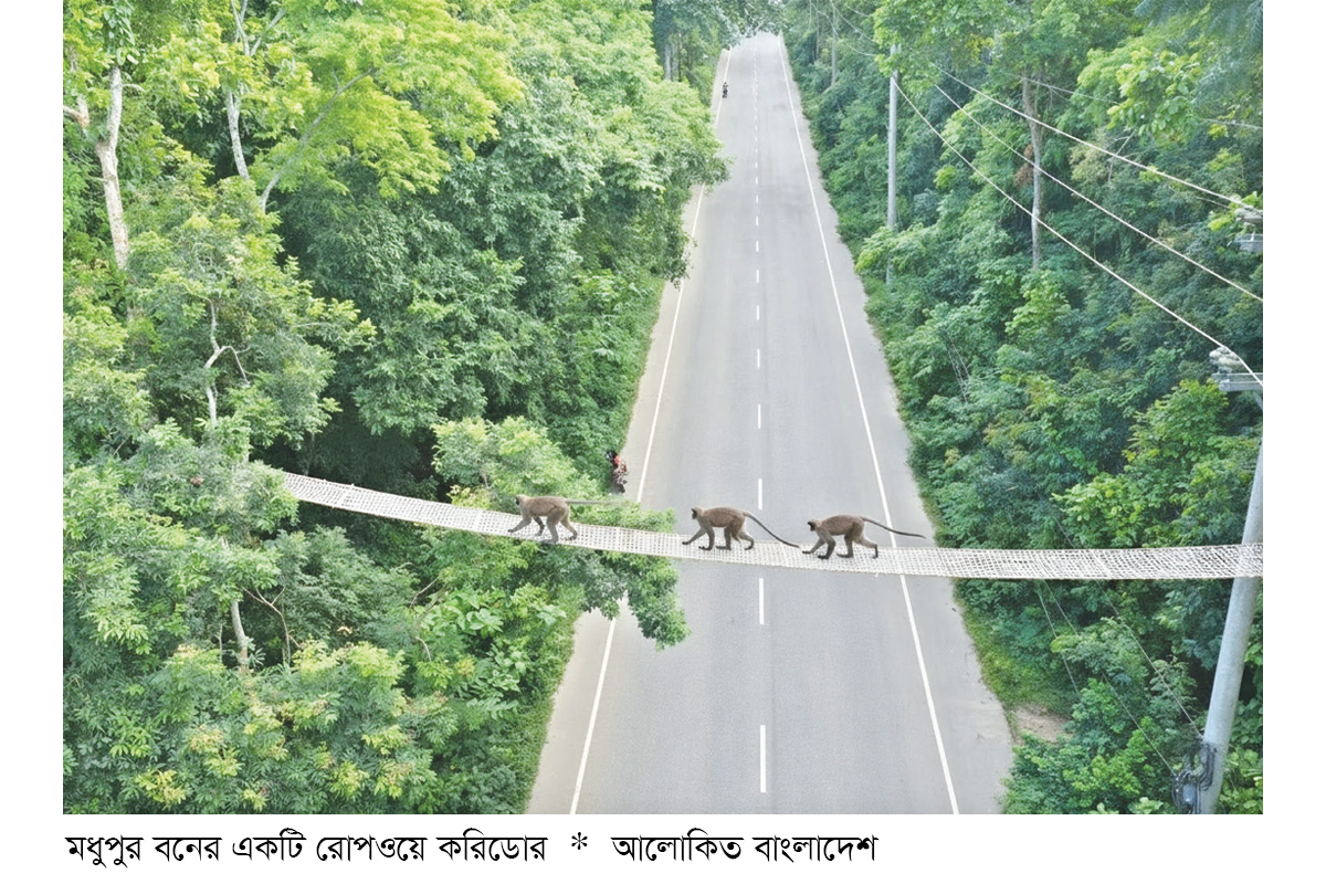 বন্যপ্রাণীর চলাচল নিরাপত্তায় মধুপুর বনে পাঁচ রোপওয়ে করিডোর বন্যপ্রাণীর চলাচল নিরাপত্তায় মধুপুর বনে পাঁচ রোপওয়ে করিডোর