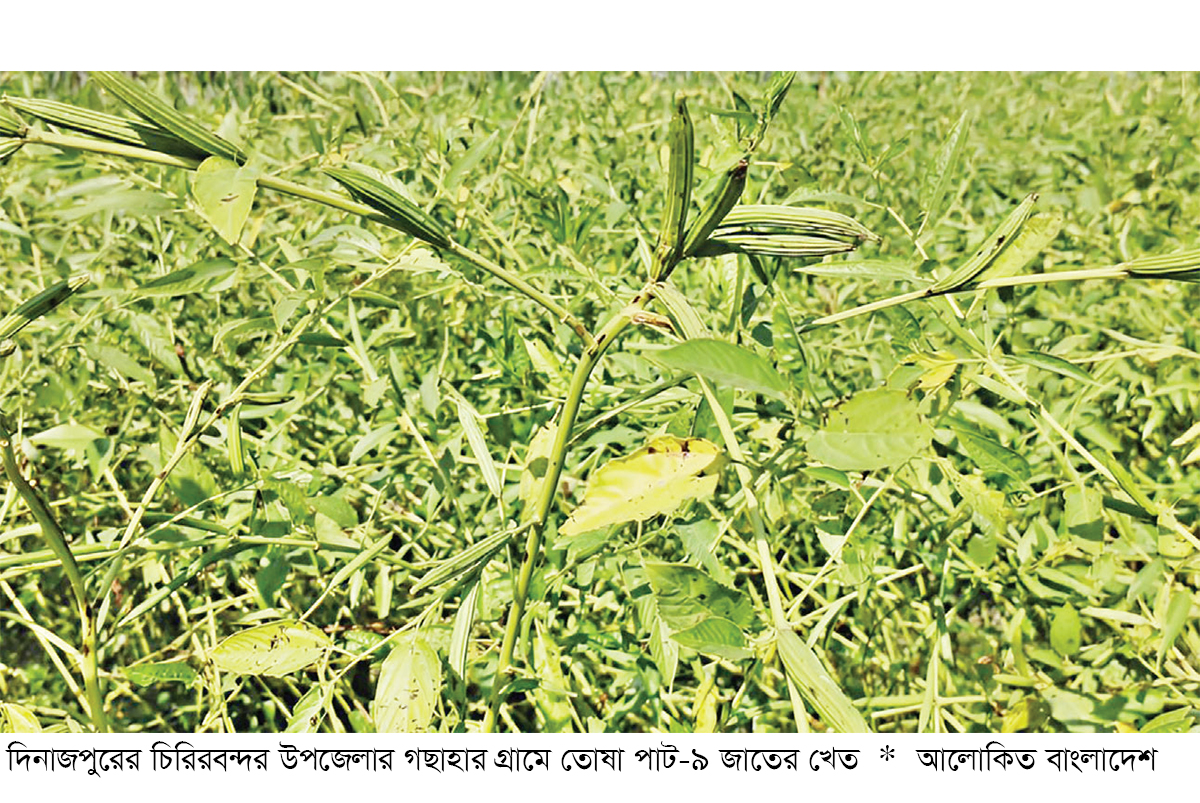 দিনাজপুরে পাটের নতুন বীজে প্রতিবছর সাশ্রয় ১০০ কোটি টাকা দিনাজপুরে পাটের নতুন বীজে প্রতিবছর সাশ্রয় ১০০ কোটি টাকা