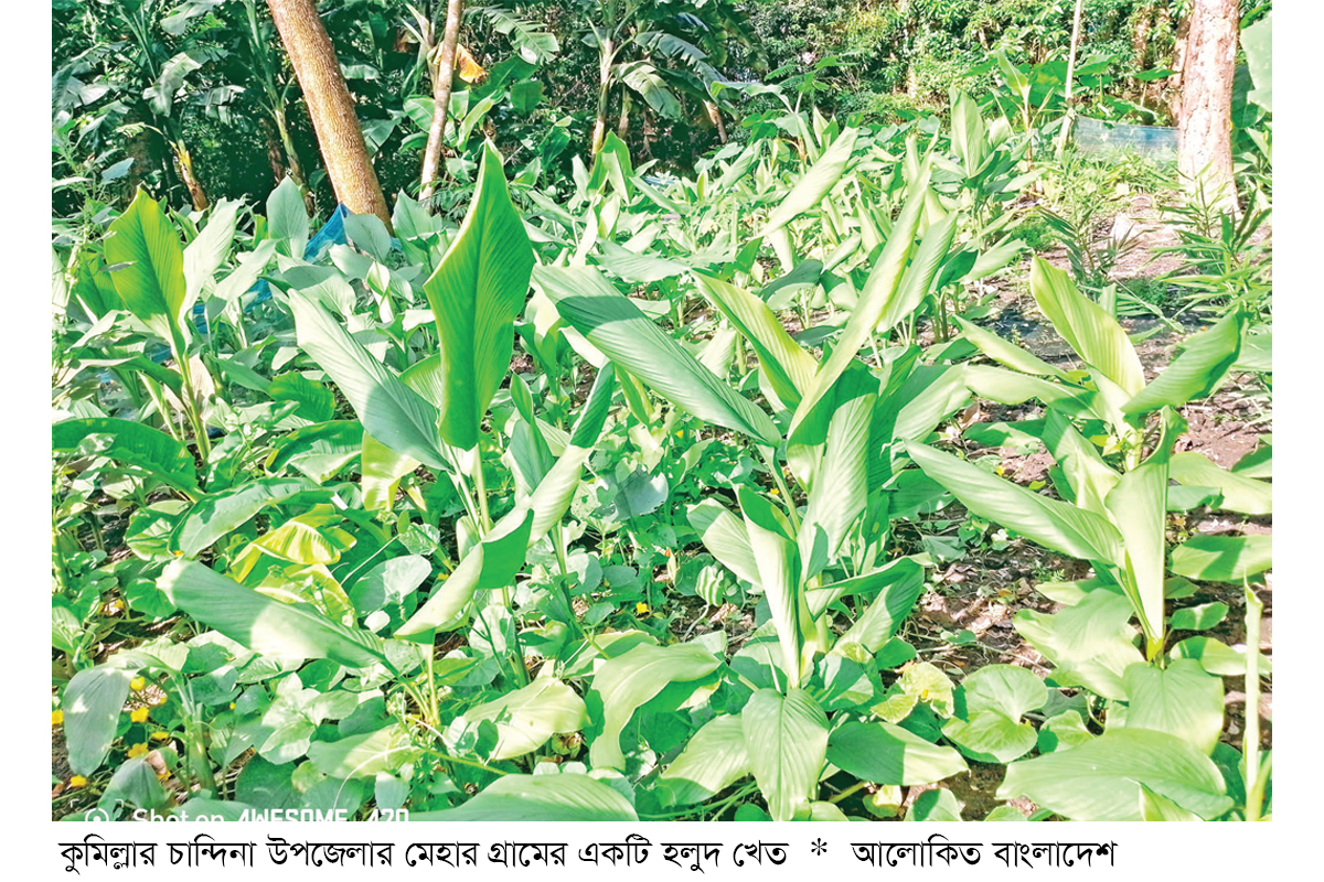 চান্দিনায় হলুদ চাষে লাভবান কৃষক চান্দিনায় হলুদ চাষে লাভবান কৃষক