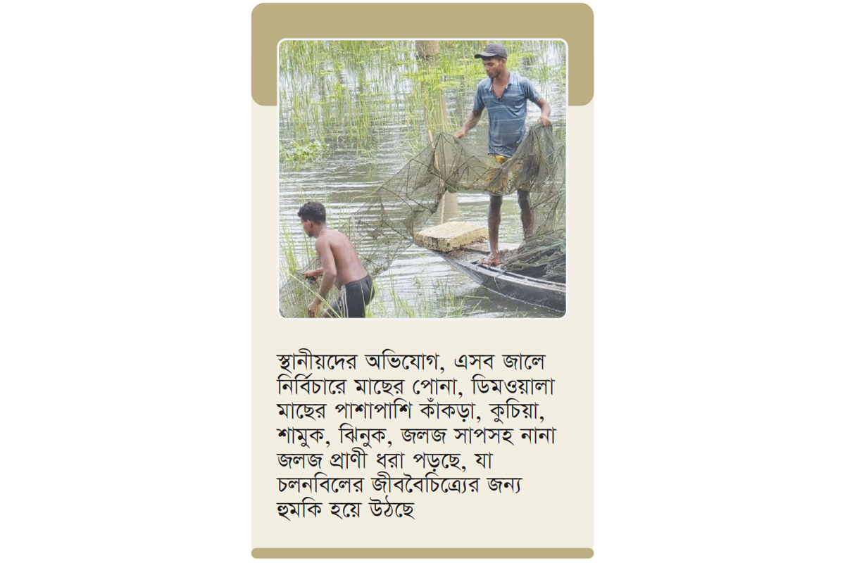 চলনবিলের দেশীয় মৎস্যসম্পদ হুমকির মুখে, চলছে পোনা নিধন চলনবিলের দেশীয় মৎস্যসম্পদ হুমকির মুখে, চলছে পোনা নিধন