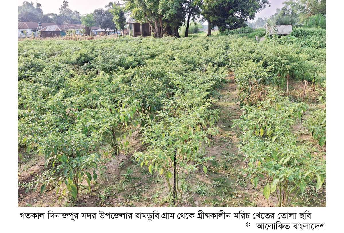 দিনাজপুরে গ্রীষ্মকালীন কাঁচা মরিচের ভালো ফলন দিনাজপুরে গ্রীষ্মকালীন কাঁচা মরিচের ভালো ফলন