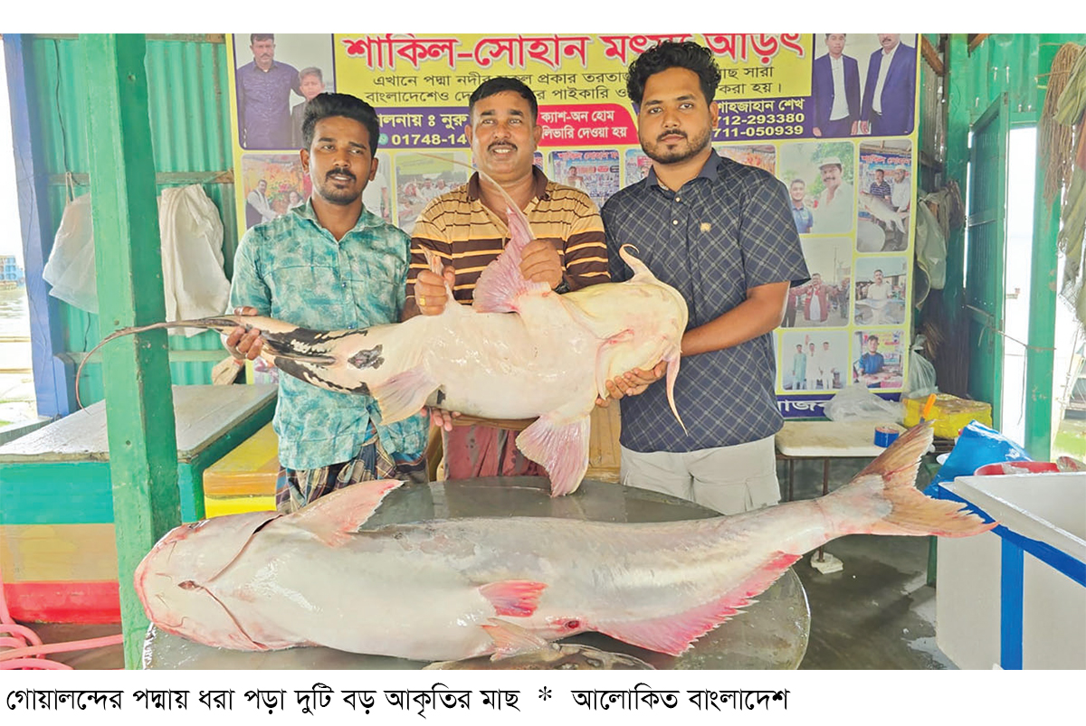 গোয়ালন্দে পদ্মার দুটি মাছ ৬৭ হাজার ৬০০ টাকায় বিক্রি গোয়ালন্দে পদ্মার দুটি মাছ ৬৭ হাজার ৬০০ টাকায় বিক্রি