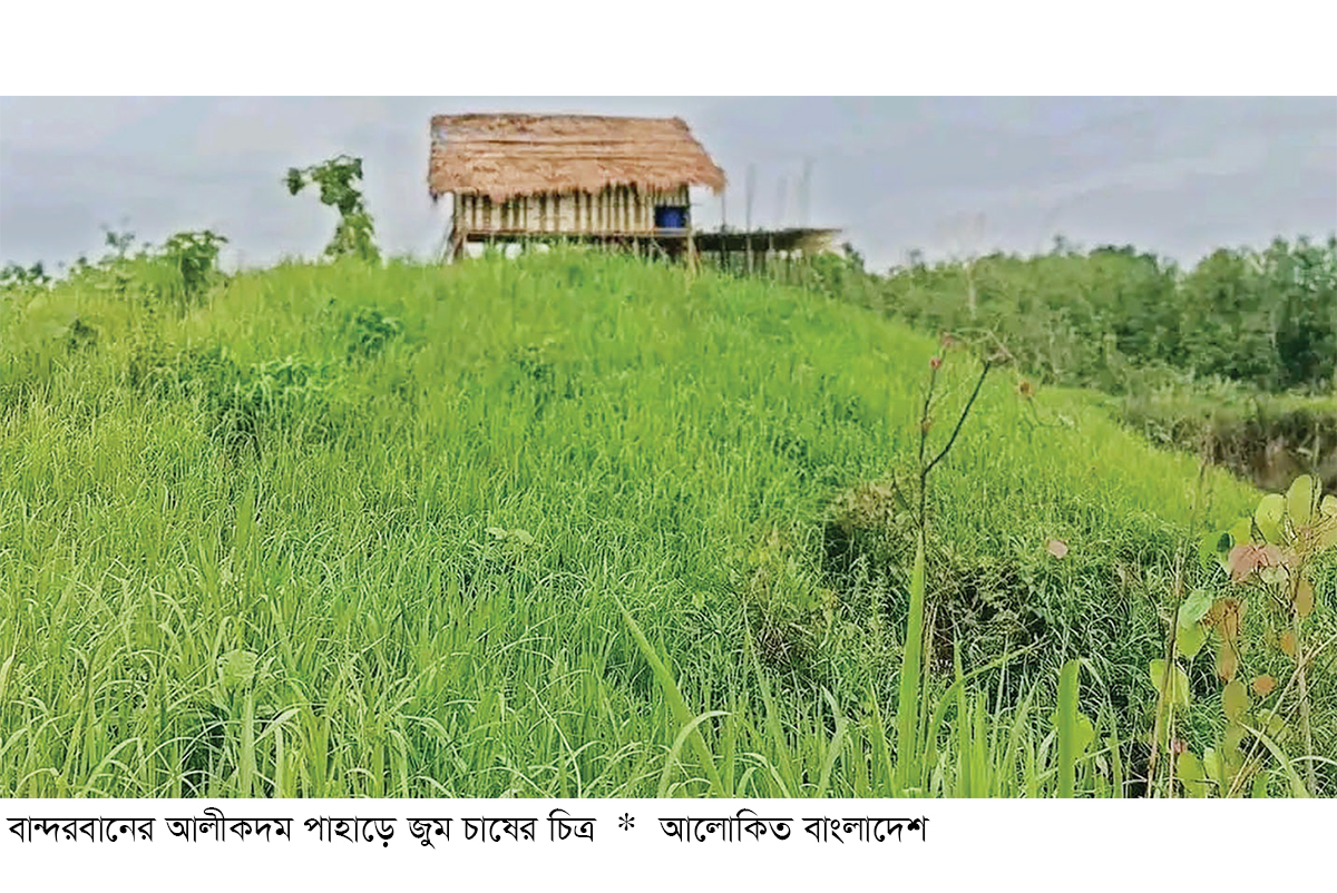 পাহাড়িদের ঐতিহ্য জুম চাষ পাহাড়িদের ঐতিহ্য জুম চাষ