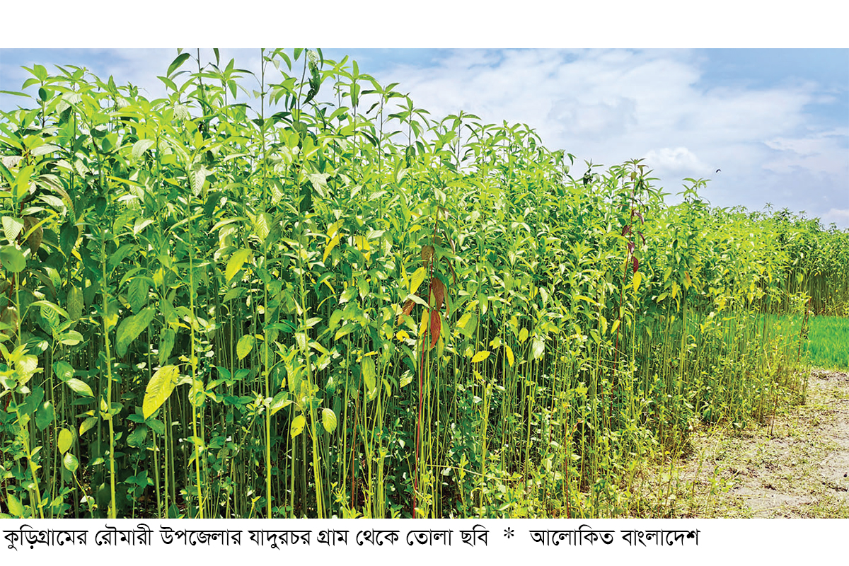 অতিবৃষ্টিতে ক্ষতিরমুখে রংপুর অঞ্চলের পাট চাষিরা অতিবৃষ্টিতে ক্ষতিরমুখে রংপুর অঞ্চলের পাট চাষিরা