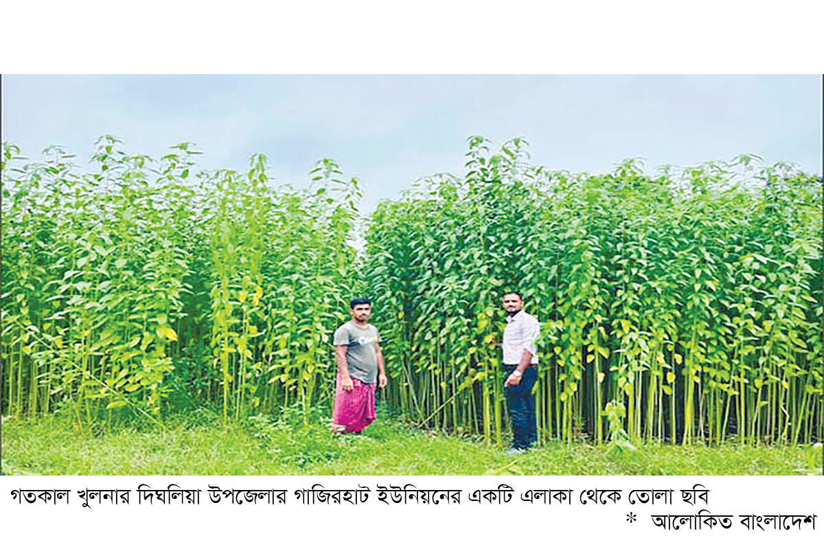 খুলনাঞ্চলে কাঁচা পাটের ৯০০ কোটি টাকার বাণিজ্যের আশা খুলনাঞ্চলে কাঁচা পাটের ৯০০ কোটি টাকার বাণিজ্যের আশা