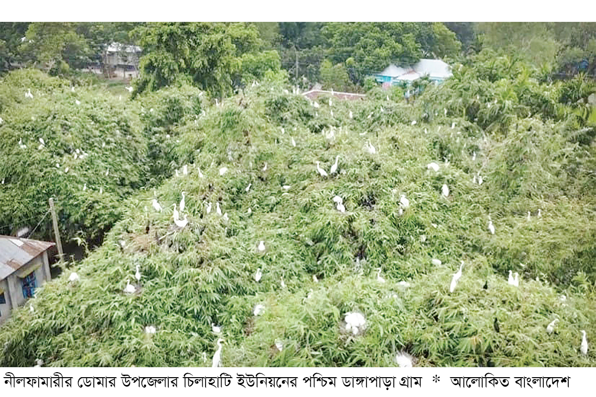 পাখির গ্রাম ডাঙ্গাপাড়া পাখির গ্রাম ডাঙ্গাপাড়া
