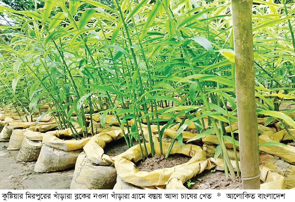 বস্তায় আদা চাষ করে স্বাবলম্বী বস্তায় আদা চাষ করে স্বাবলম্বী