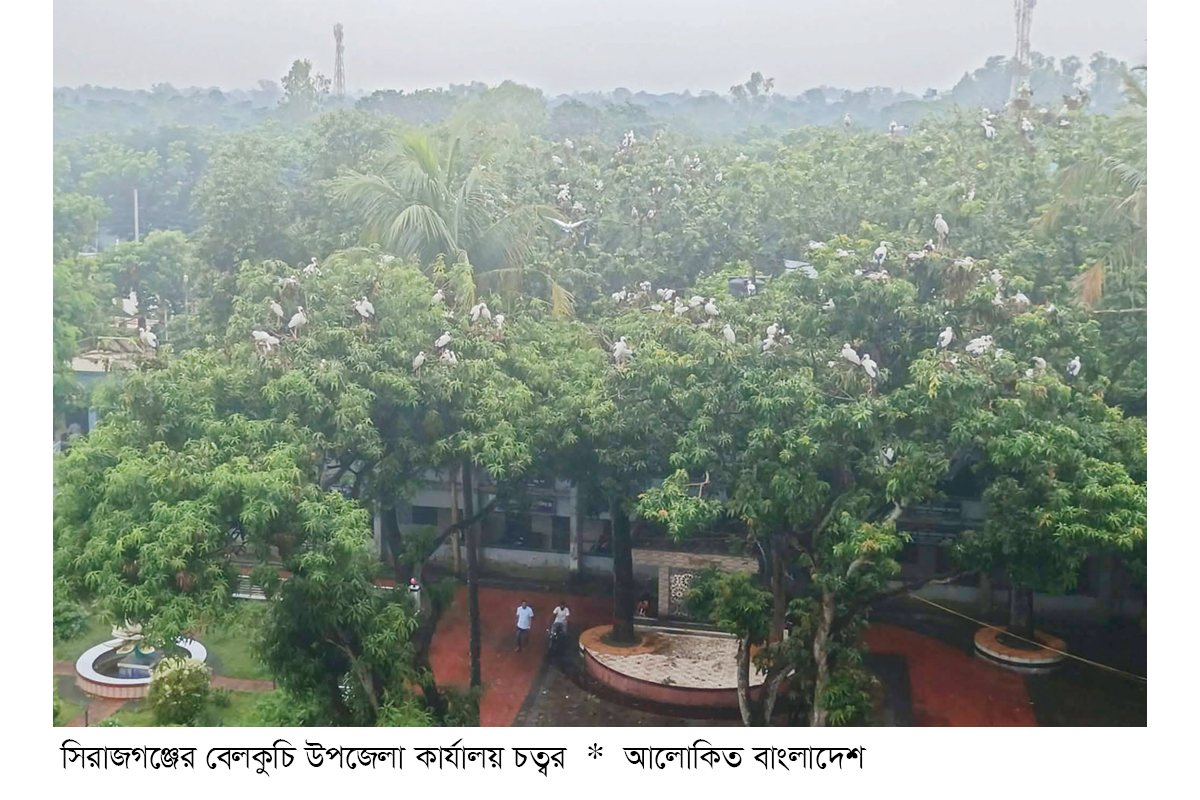 পাখির নিরাপদ আবাসস্থল ইউএনওর কার্যালয় চত্বর পাখির নিরাপদ আবাসস্থল ইউএনওর কার্যালয় চত্বর