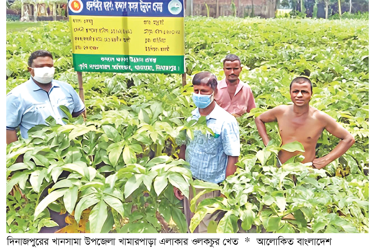 বাণিজ্যিক ওলকচু চাষে লাভবান কৃষক বাণিজ্যিক ওলকচু চাষে লাভবান কৃষক