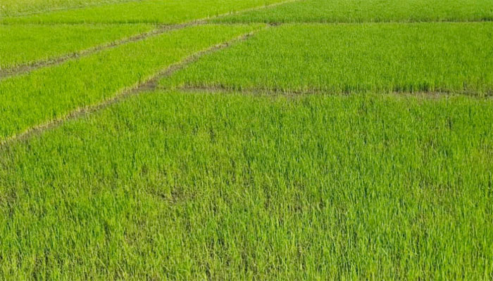 সিরাজগঞ্জে রোপা আমনের বীজতলায় সবুজের সমারোহ, গজিয়েছে চারা সিরাজগঞ্জে রোপা আমনের বীজতলায় সবুজের সমারোহ, গজিয়েছে চারা