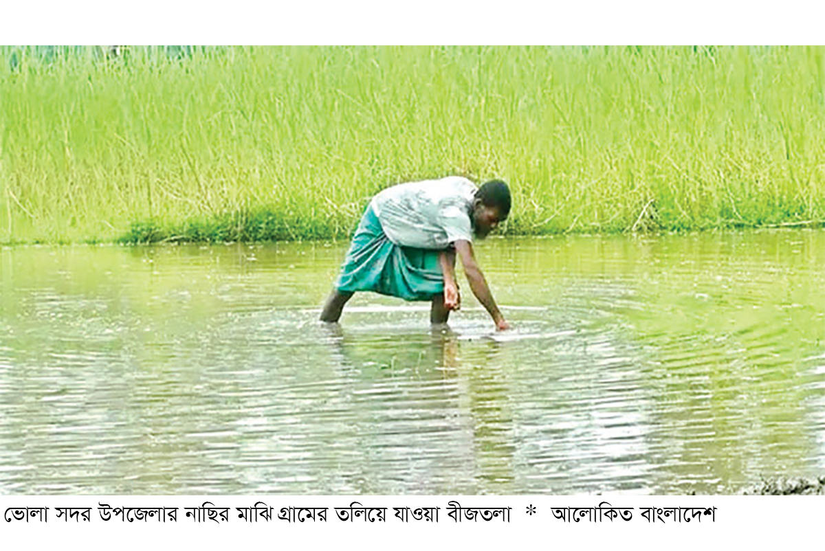 ভোলায় আমন ধানের ২২৫ হেক্টর বীজতলা প্লাবিত ভোলায় আমন ধানের ২২৫ হেক্টর বীজতলা প্লাবিত