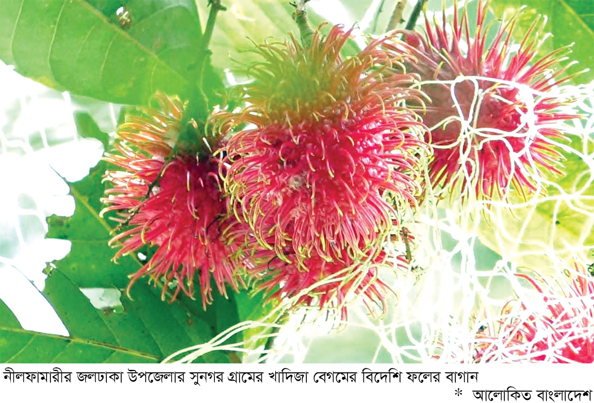 বিদেশি ফল চাষে নারী উদ্যোক্তার সাফল্য বিদেশি ফল চাষে নারী উদ্যোক্তার সাফল্য