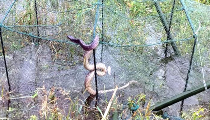 সিরাজগঞ্জে সাপের কামড়ে হযরত আলীর মৃত্যু, এলাকায় শোক সিরাজগঞ্জে সাপের কামড়ে হযরত আলীর মৃত্যু, এলাকায় শোক
