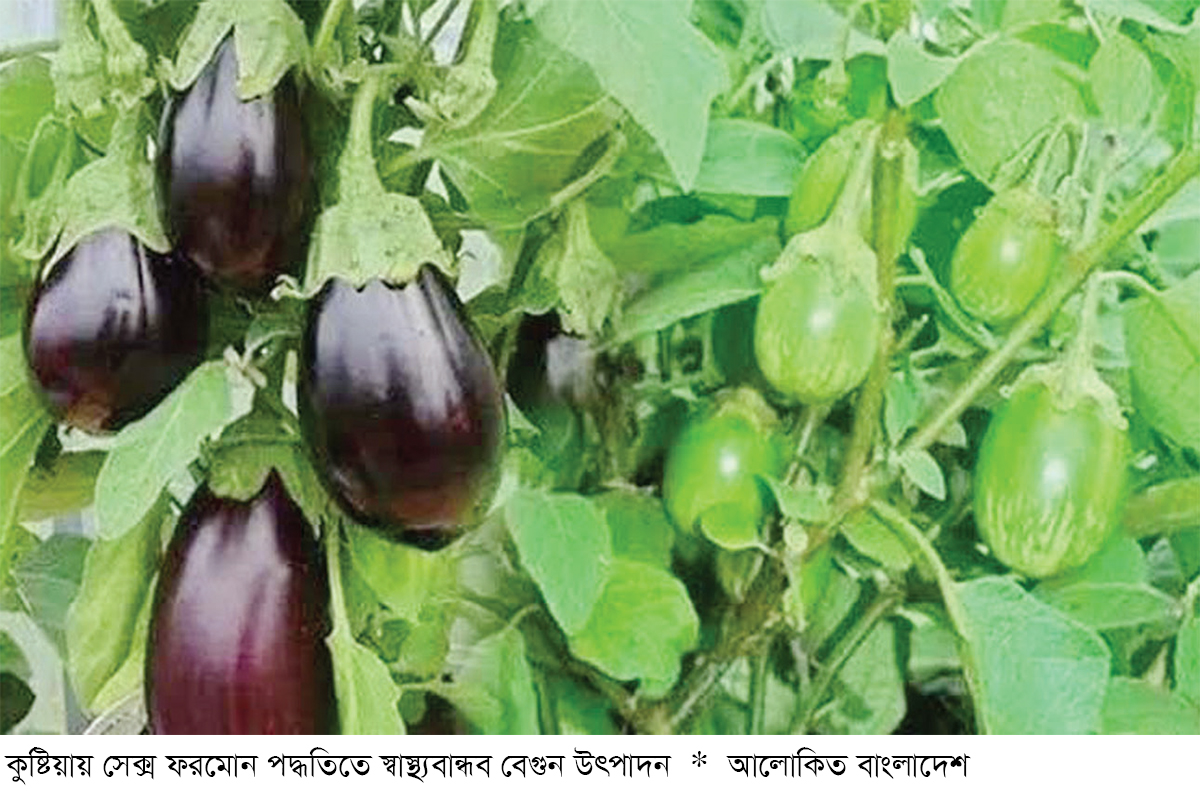 কুষ্টিয়ায় বিষমুক্ত বেগুন আবাদে ঝুঁকছেন চাষিরা কুষ্টিয়ায় বিষমুক্ত বেগুন আবাদে ঝুঁকছেন চাষিরা