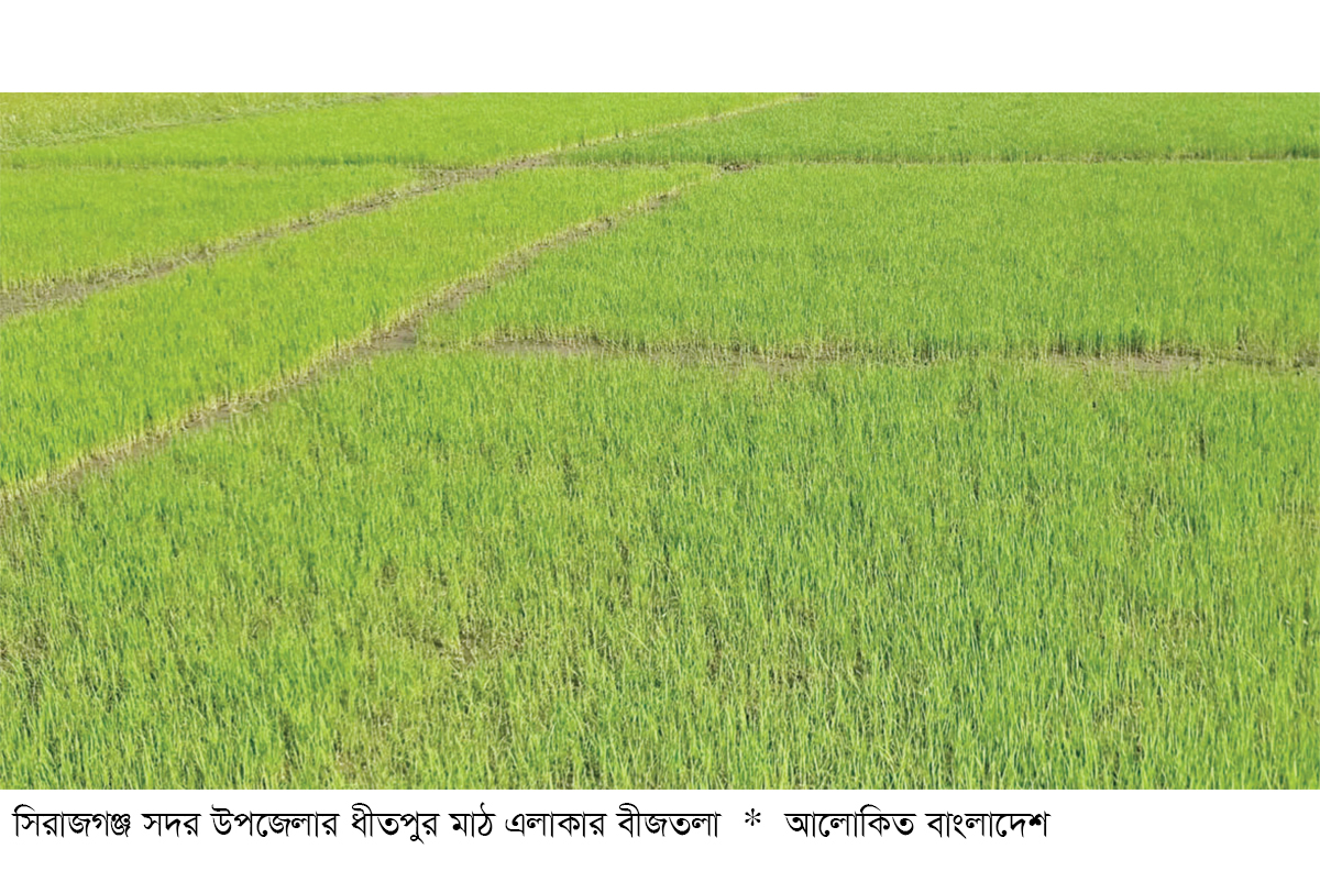 আগস্টের প্রথম সপ্তাহে আমন ধানের চারা রোপণ শুরু আগস্টের প্রথম সপ্তাহে আমন ধানের চারা রোপণ শুরু