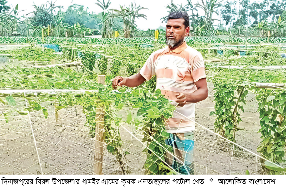 বিরলে পটোল চাষে স্বাবলম্বী কৃষক বিরলে পটোল চাষে স্বাবলম্বী কৃষক